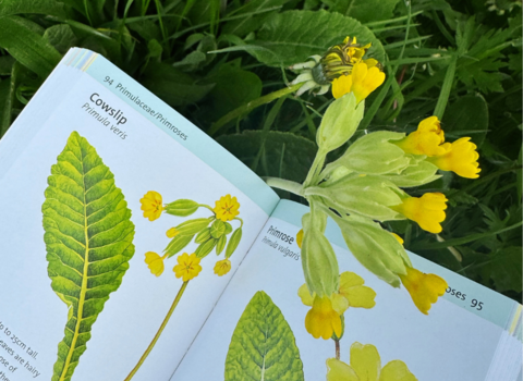 Wildflower Concise Guide