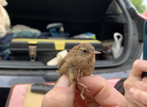 A reed warbler being held during bird ringing