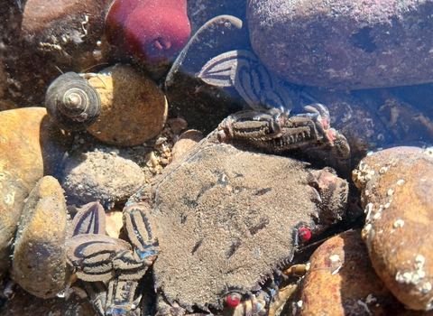 Velvet swimming crab and beadlet anemone in a rockpool