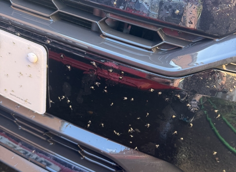 car grill with bug splats over it and numberplate