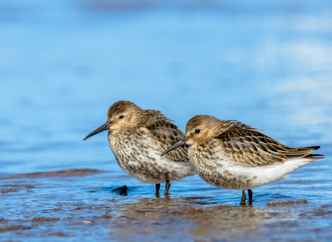 Dunlin