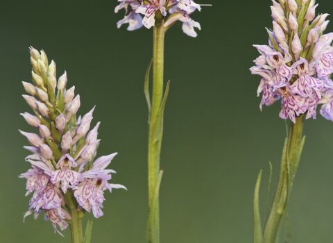 Common-spotted orchid - (Dactylorhiza fuchsii), Hardington Moor NNR, Somerset