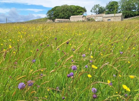 Hannah's Meadow