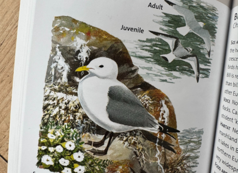 Kittiwake page of Concise Guide