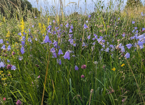 Harebells