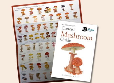 Mushroom Concise Guide