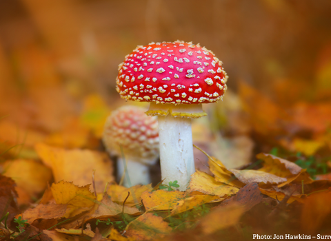 Fly Agaric