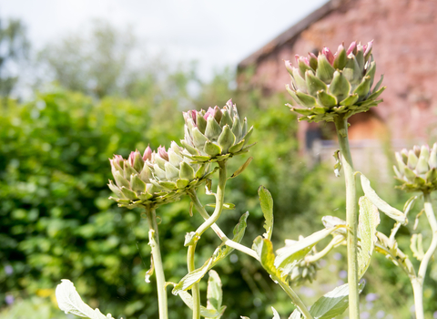 Artichokes in a garden