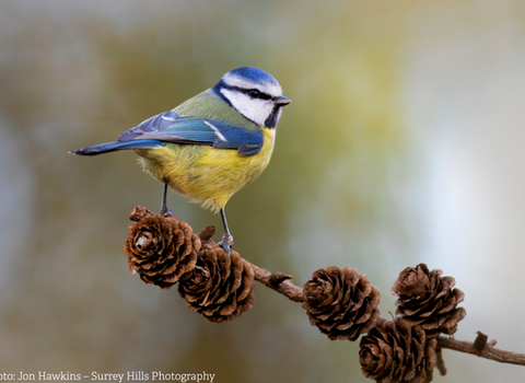 Blue tit