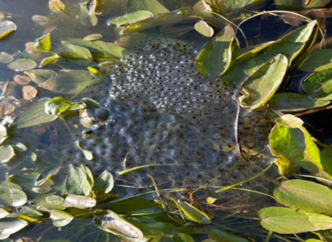 Frogspawn
