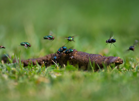 Flies hovering over poo in grass