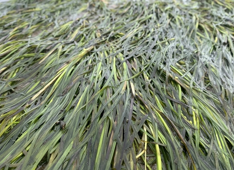 wet seagrass laying flat across beach
