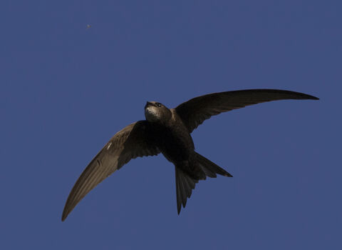 Swift in mid-flight against blue sky, wings spread wide, tail fanned, chasing a small insect. Photo taken by Jon Hawkins – Surrey Hills Photography