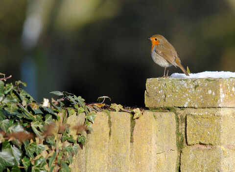 Robin stood on a wall with ivy.