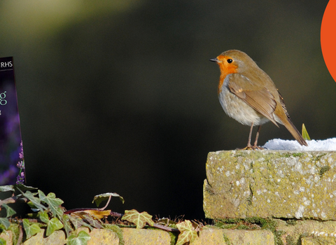 Robin stood on a wall with ivy and wildlife gardening book