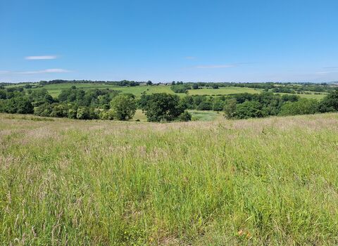 Wide green hills under a clear blue sky, with tall grass in the foreground and scattered trees across the landscape.