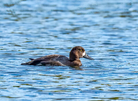 A scaup swimming across a lake. It's a brown duck mottled with grey, with a round head and a big blaze of white at the base of its beak