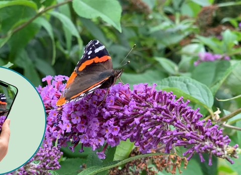 A red admiral butterfly rests on a purple buddleia flower while someone photographs it with a smartphone, the butterfly shown in focus on the phone screen.