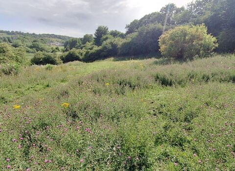 A sunlit meadow filled with tall green grasses and clusters of purple and yellow wildflowers, bordered by trees with rolling hills and a few distant houses under a partly cloudy sky.