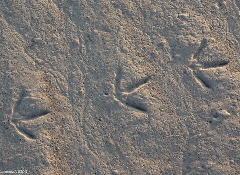 Wader footprints in sand
