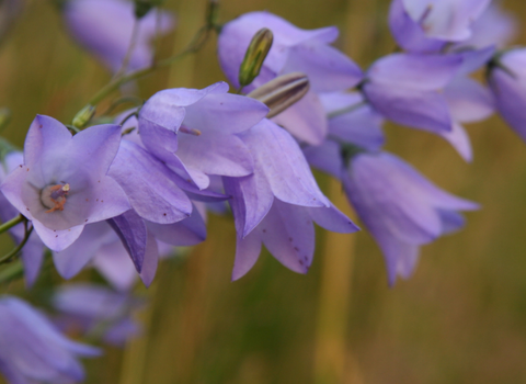 Harebells close-up