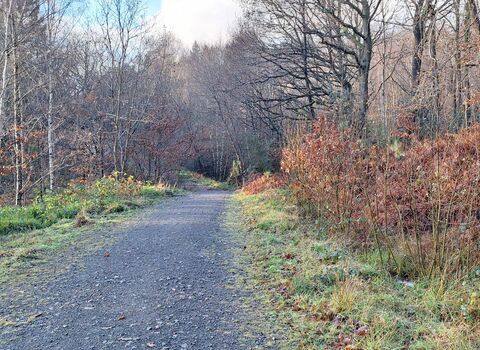 A quiet woodland path lined with bare trees on a crisp autumn or early winter day. The gravel trail winds forward through the woodland, bordered by frosty grass and brown ferns, with soft sunlight filtering through the branches and a pale blue sky peeking above. 