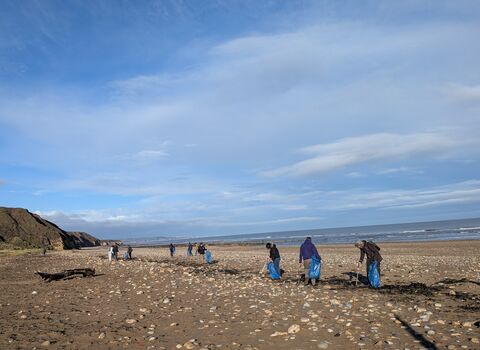 A group of people scattered across a wide, pebbly beach under a bright blue sky, each carrying blue rubbish bags and using litter pickers for a beach clean-up. Low grassy cliffs rise on the left, while gentle waves roll in from the right. The scene feels calm and purposeful, with volunteers tidying the shoreline on a clear day.