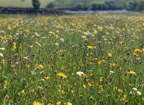 A vibrant summer meadow filled with wildflowers in shades of yellow, white, and purple. Buttercups, clover, and cow parsley bloom among tall green grasses under bright sunlight. In the distance, a stone wall and a river border rolling green hills dotted with trees, creating a peaceful countryside scene.
