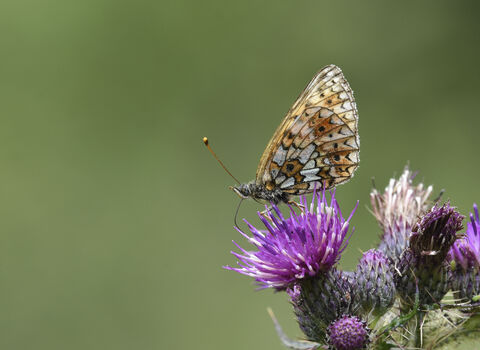 A close-up of a delicate orange and brown butterfly perched on a vibrant purple thistle flower. The butterfly’s wings are folded, showing intricate patterns of white, black, and orange spots. The thistle’s spiky green stems and vivid purple blooms stand out against a softly blurred green background, creating a calm, natural meadow scene.