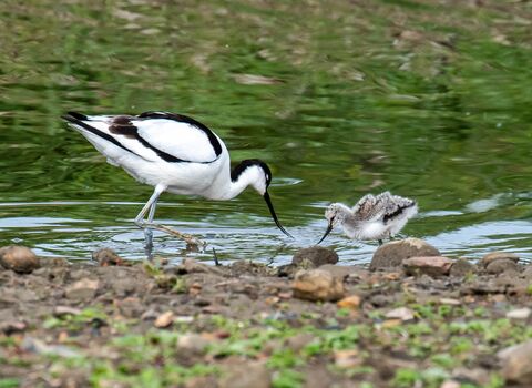 A black‑and‑white adult avocet wades in shallow water beside its fluffy grey chick. Both birds lean forward to probe the surface, surrounded by pebbles and green reflections from the water’s edge. The scene captures a calm feeding moment between parent and young in a natural wetland setting.