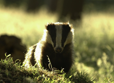 Badger 