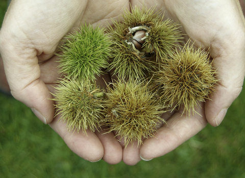 Sweet chestnuts in the hand