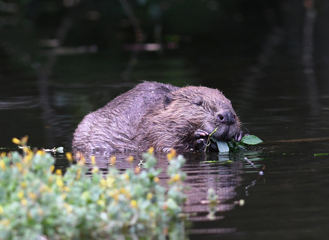 beaver in water