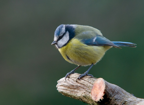 blue tit