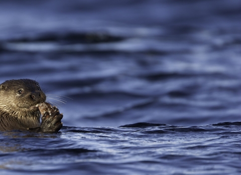 Otter swimming in the water