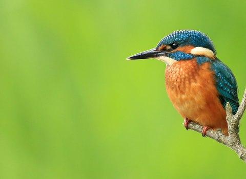 kingfisher on a branch