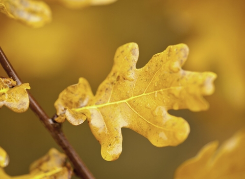 autumnal coloured leaves