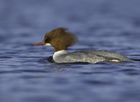 Goosander female