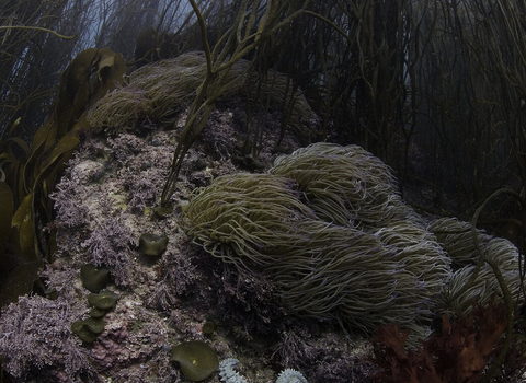 Marine landscape