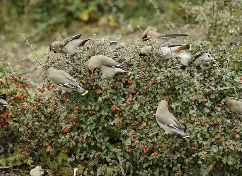 Waxwing feeding on Cotoneaster berries in supermarket car park