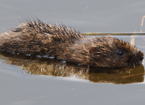 water vole swimming 