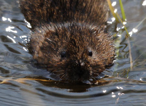 Water vole in water