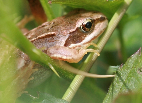 a frog in the grass
